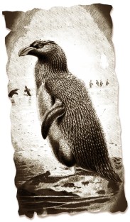 kronenpinguin